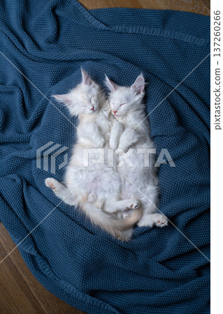 two white maine coon kittens sleeping on blue blanket 137260266