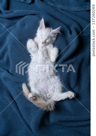 white maine coon kitten sleeping on blue blanket 137260269