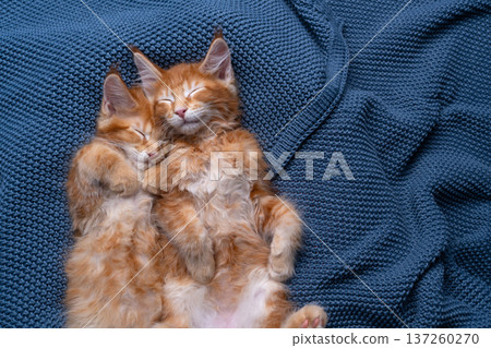 two orange maine coon kittens sleeping together two orange maine coon kittens sleeping together 137260270