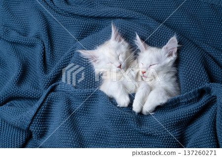 two white maine coon kittens sleeping on blue blanket 137260271
