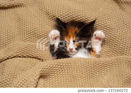 calico maine coon kitten sleeping on blanket 137260272