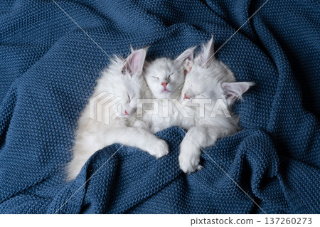 three maine coon kittens sleeping side by side three maine coon kittens sleeping side by side 137260273