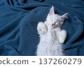 white maine coon kitten sleeping on blue blanket 137260279
