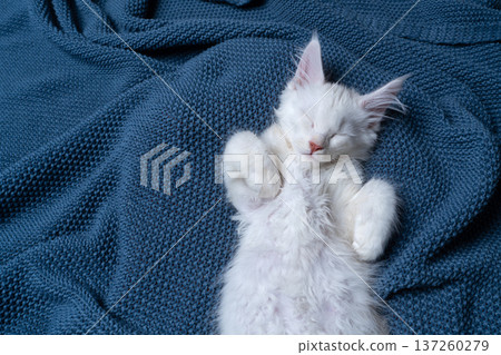 white maine coon kitten sleeping on blue blanket 137260279