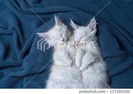 two white maine coon kittens sleeping on blue blanket 137260280