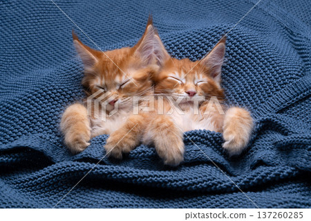 two orange maine coon kittens sleeping together 137260285