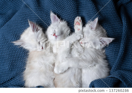 three maine coon kittens sleeping side by side 137260286