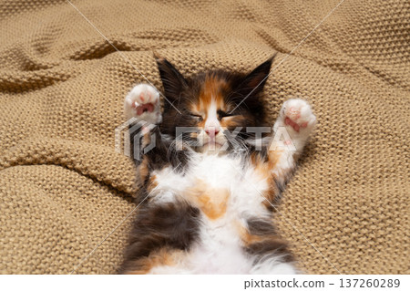 calico maine coon kitten sleeping on blanket calico maine coon kitten sleeping on blanket 137260289