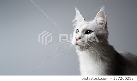 profile view of white maine coon cat looking at copy space 137260292