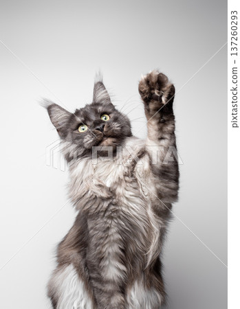 playful maine coon cat raising paw 137260293