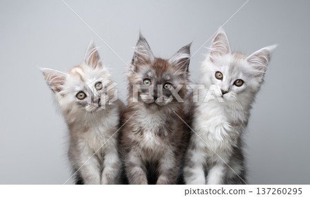 three different colored maine coon kittens portrait 137260295