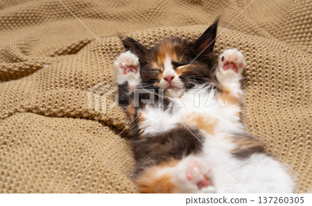 calico maine coon kitten sleeping on blanket 137260305
