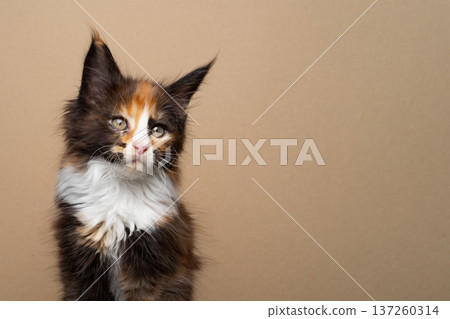 calico maine coon kitten portrait calico maine coon kitten portrait 137260314