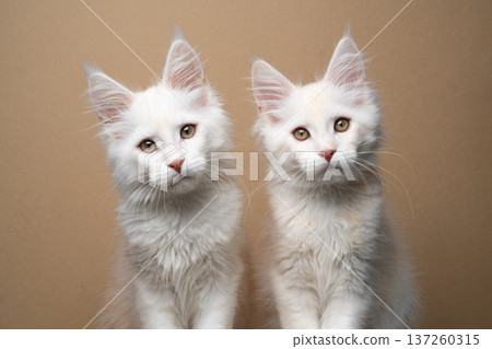 maine coon kitten twins side by side maine coon kitten twins side by side 137260315