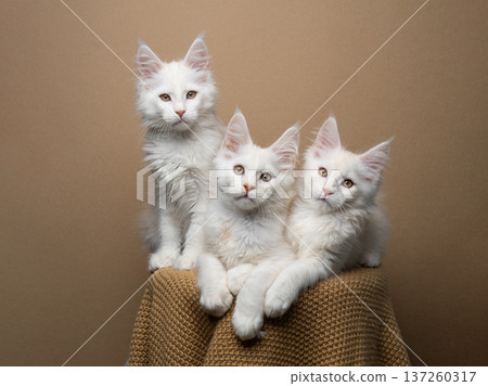 group shot of three maine coon kittens group shot of three maine coon kittens 137260317