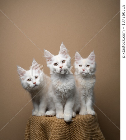 group shot of three maine coon kittens 137260318