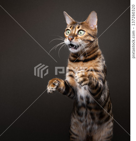 funny bengal cat looking surprised funny bengal cat looking surprised 137260320