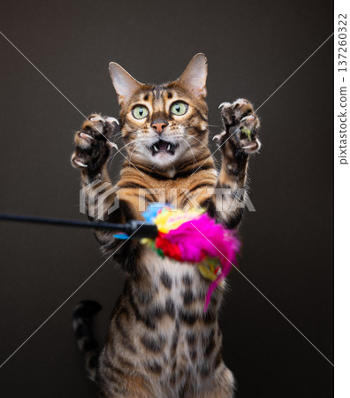 bengal cat playing with feather toy bengal cat playing with feather toy 137260322