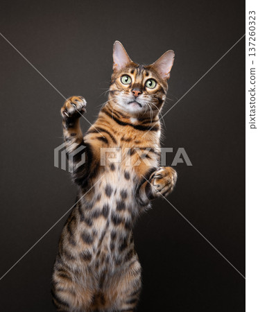 playful bengal cat studio portrait playful bengal cat studio portrait 137260323