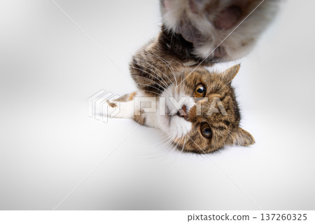 curious cat reaching for camera 137260325