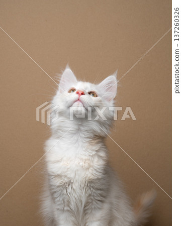white maine coon kitten looking up white maine coon kitten looking up 137260326