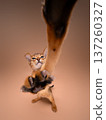 playing abyssinian kitten in motion 137260327