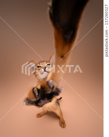 playing abyssinian kitten in motion playing abyssinian kitten in motion 137260327