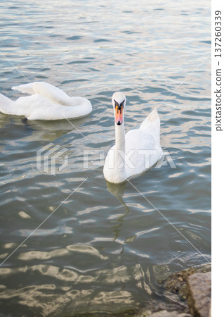Two swans gliding together across a calm lake surface. Tranquility, grace, and the peaceful connection between animals in nature Two swans gliding together across a calm lake surface. Tranquility, grace, and the peaceful connection between animals in nature 137260339