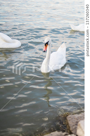 Two swans gliding together across a calm lake surface. Tranquility, grace, and the peaceful connection between animals in nature Two swans gliding together across a calm lake surface. Tranquility, grace, and the peaceful connection between animals in nature 137260340