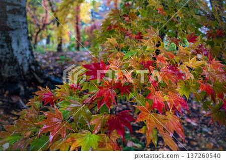 Hokkaido University Autumn leaves after the rain Hokkaido University Autumn leaves after the rain 137260540