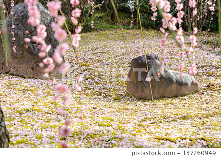 城南宮樂神花園的山茶花與飄落的秋葉 137260949