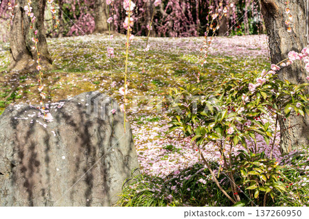 Jonan Miyagaku Shrine, cherry blossom petals falling on the moss bed 137260950