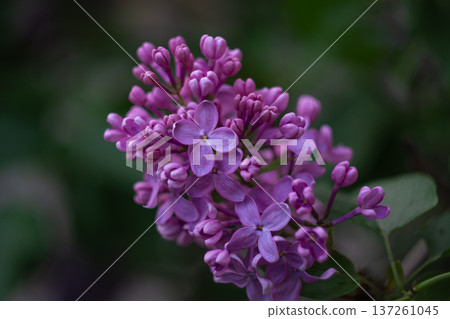 A branch of bright purple lilac 137261045