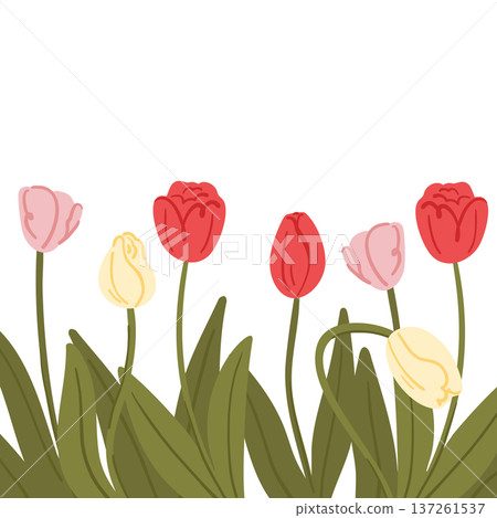 Composition with tulips isolated on a white background, frame for decoration, spring primroses 137261537