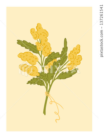 A postcard with a bright branch of yellow mimosa on a vanilla background, a light Easter card A postcard with a bright branch of yellow mimosa on a vanilla background, a light Easter card 137261541