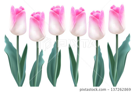 Realistic Pink Tulips Spring Flower 137262869