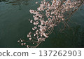 Cherry blossoms beginning to fall, petals floating on the surface of the river 137262903