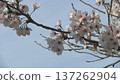 Cherry blossom branches and flowers against the blue sky 137262904