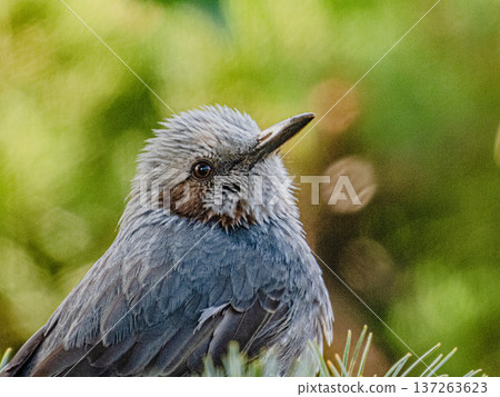 A portrait of a brown-eared ... A portrait of a brown-eared ... 137263623
