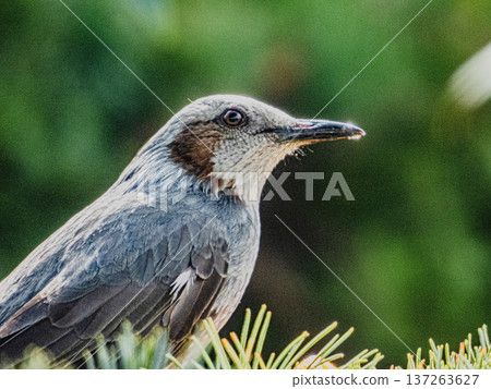 一隻棕耳鸚鵡的肖像… 一隻棕耳鸚鵡的肖像… 137263627