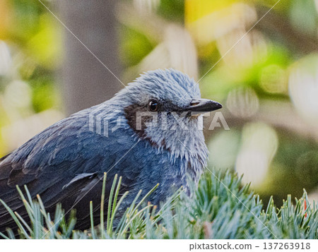 A portrait of a brown-eared ... A portrait of a brown-eared ... 137263918