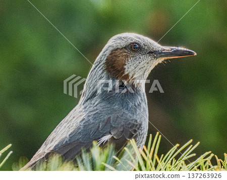 A portrait of a brown-eared ... A portrait of a brown-eared ... 137263926