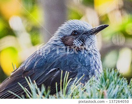 A portrait of a brown-eared ... A portrait of a brown-eared ... 137264050