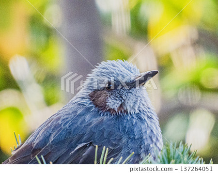A portrait of a brown-eared ... A portrait of a brown-eared ... 137264051