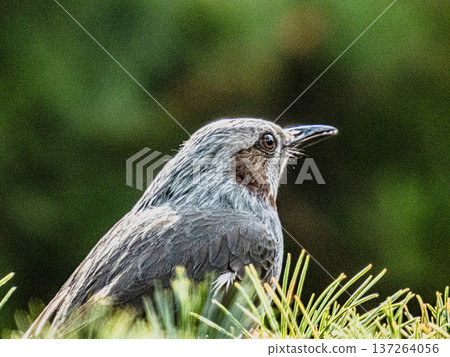 一隻棕耳鸚鵡的肖像… 137264056