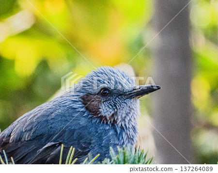 A portrait of a brown-eared ... 137264089