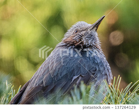 A portrait of a brown-eared ... 137264129