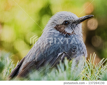 一隻棕耳鸚鵡的肖像… 137264130