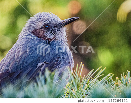 一隻棕耳鸚鵡的肖像… 137264131