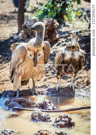 Indian and black vultures 137264225